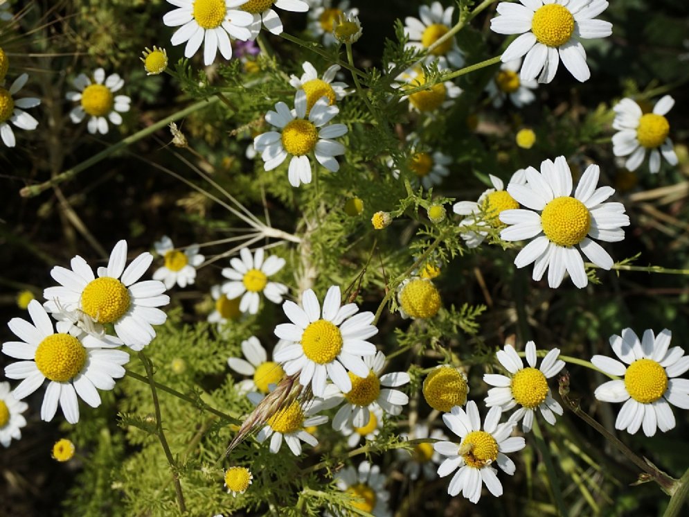 Kamille © AdobeStock (kodbanker)