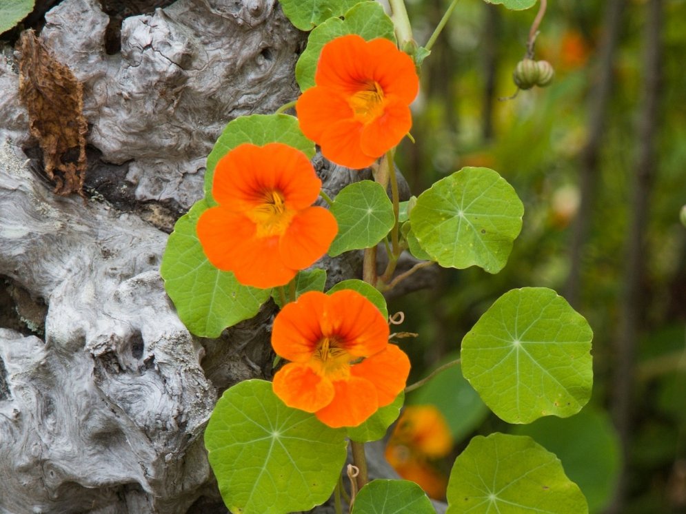 Kapuzinerkresse © Pixabay (edwina_mc)