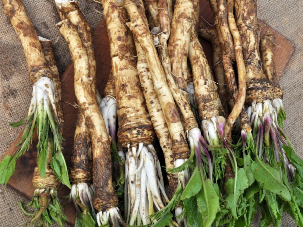 Meerrettich-Wurzel frisch © AdobeStock (orestligetka)