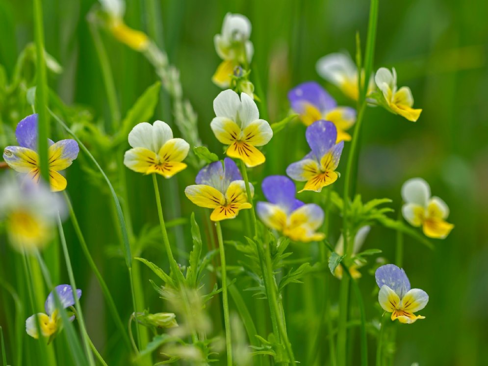 WL Wildes Stiefmütterchen © AdobeStock (ihorhvozdetskiy)