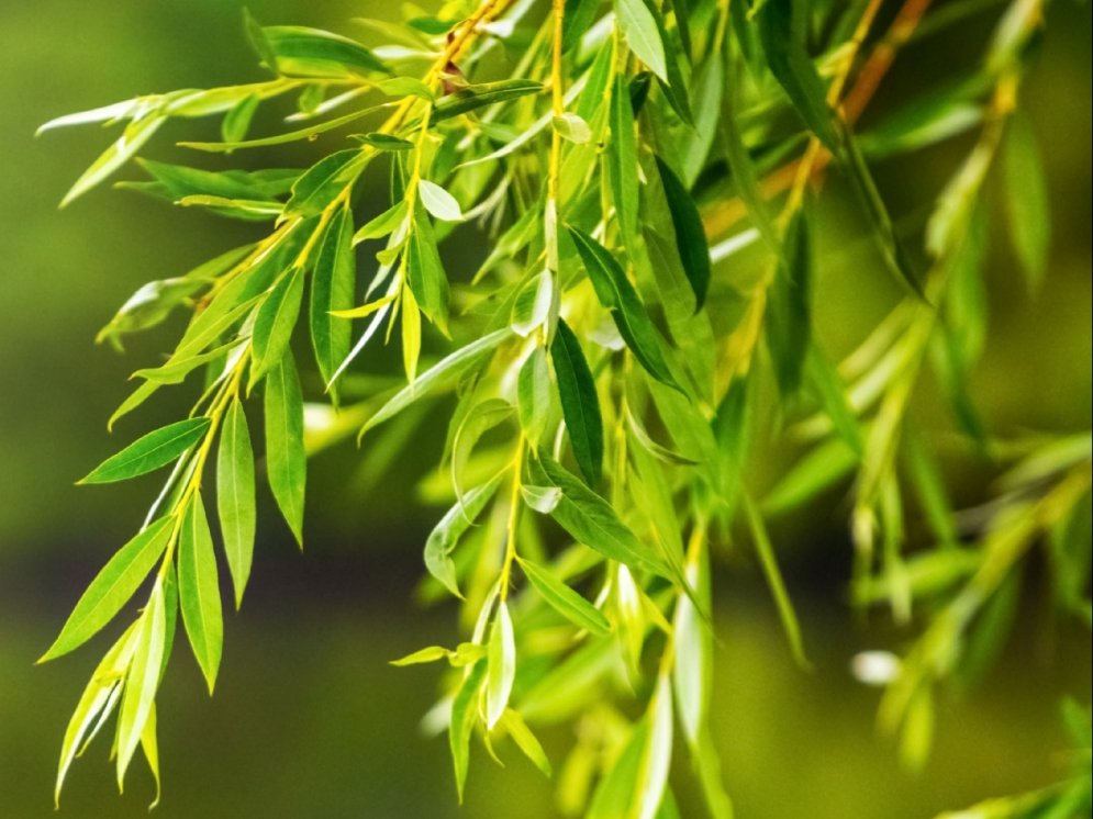 WL Weide © AdobeStock (Volodymyr)