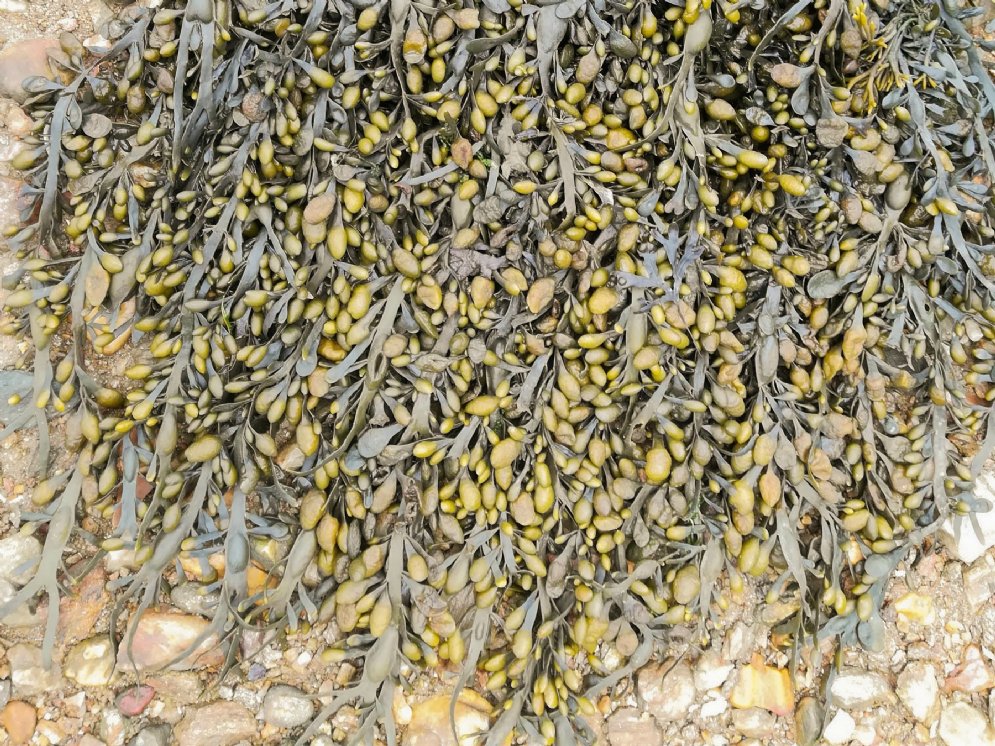 Frischer Knotentang mit olivgrüner bis brauner Färbung. Die bandartigen Algenstränge zeigen viele kleine knotenartige Verdickungen.