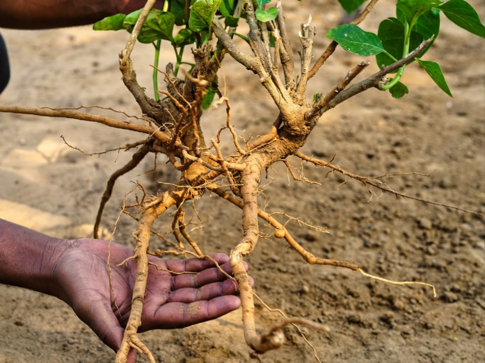 WL Ashwagandha-Wurzel © AdobeStock