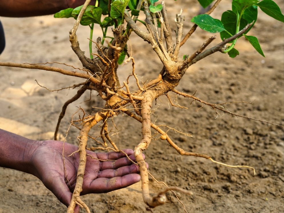 WL Ashwagandha-Wurzel © AdobeStock