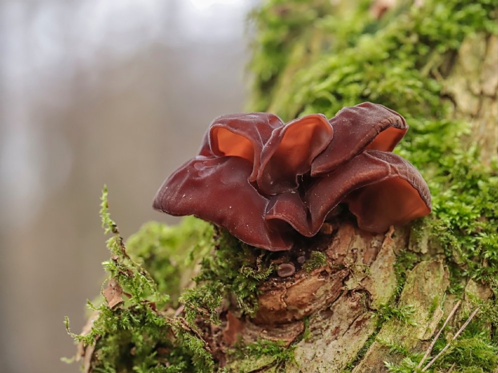 WL Judasohr © AdobeStock (butterfly-photos.org)