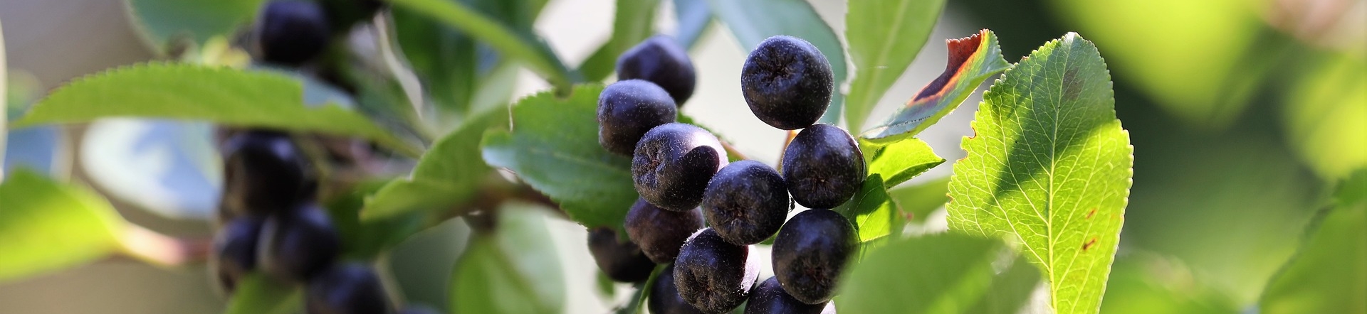 Aroniapflanze © Pixabay (Goran Horvat)