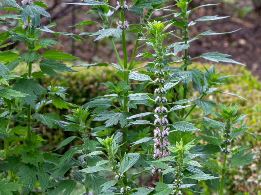 Herzgespann © Adobe Stock