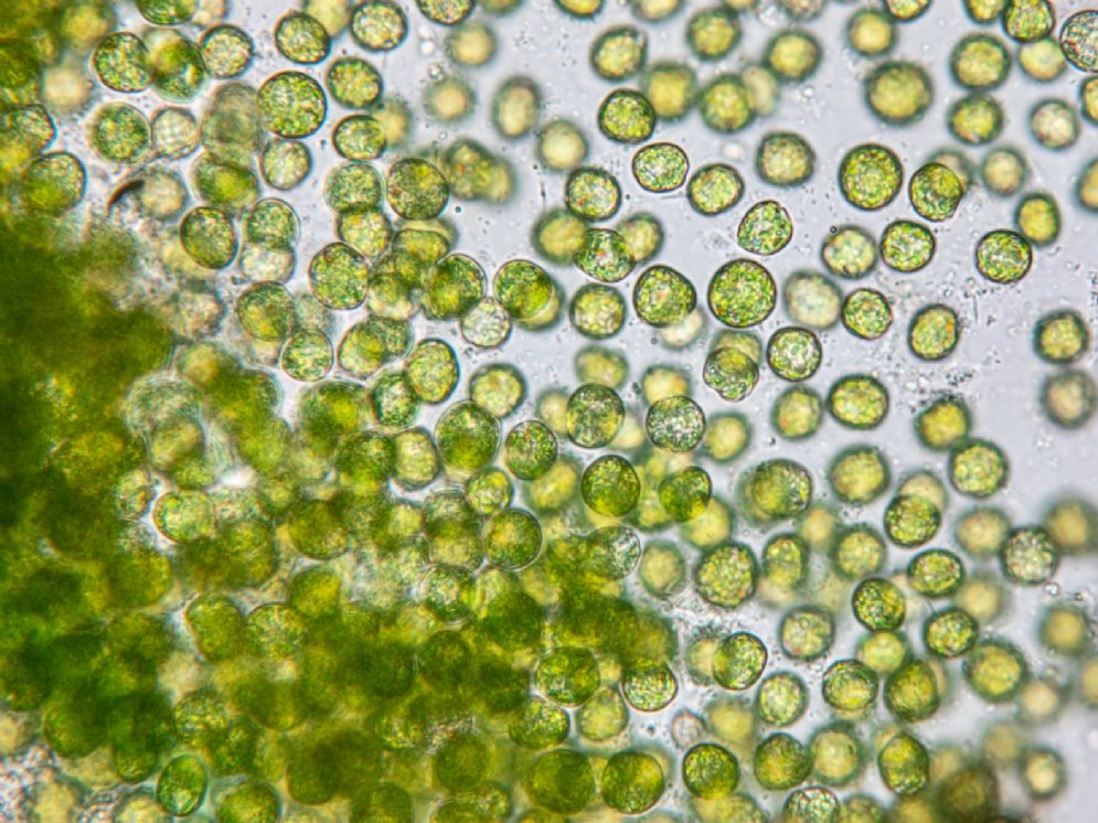 WL Chlorella © Adobe Stock