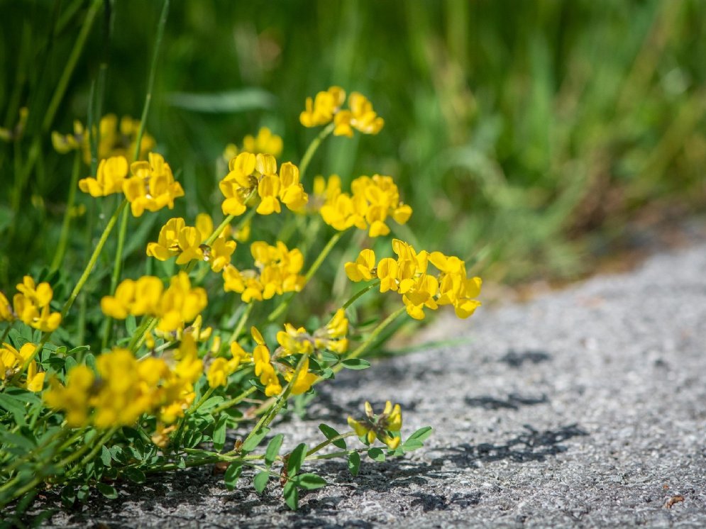 Blühende Bockshornkleepflanze am Straßenrand mit leuchtend gelben, kreisförmig angeordneten Blüten und kleinen, länglichen Blättern.