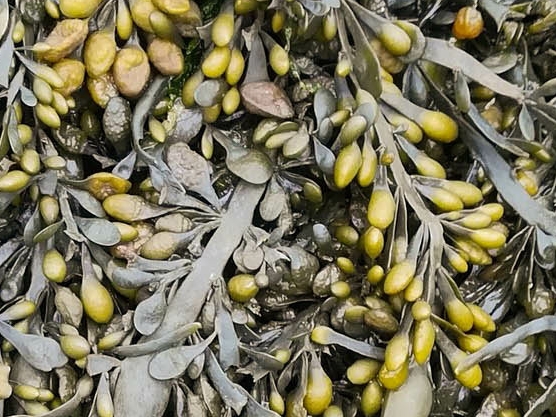 Frischer Knotentang mit olivgrüner bis brauner Färbung. Die bandartigen Algenstränge zeigen viele kleine knotenartige Verdickungen.