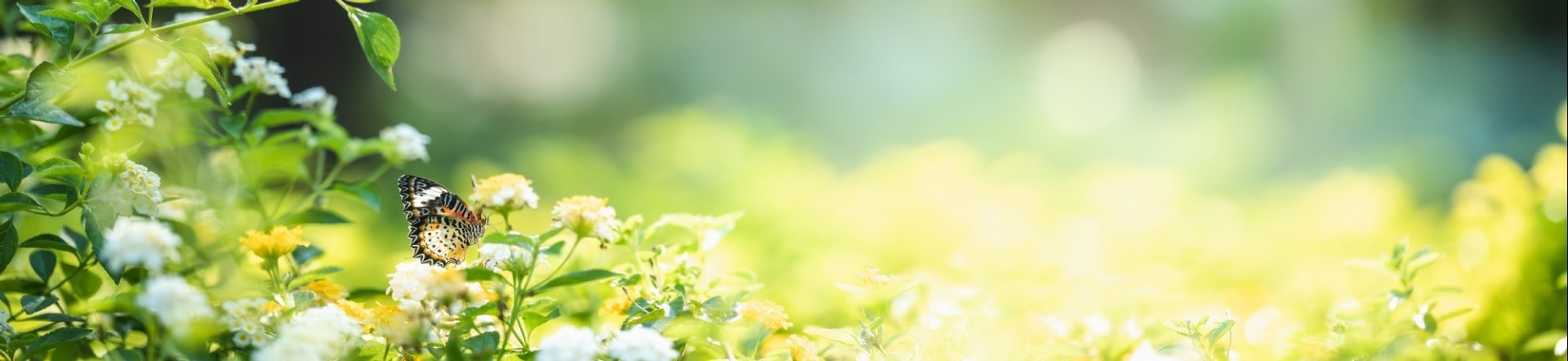 Hintergrund Natur © Adobe Stock