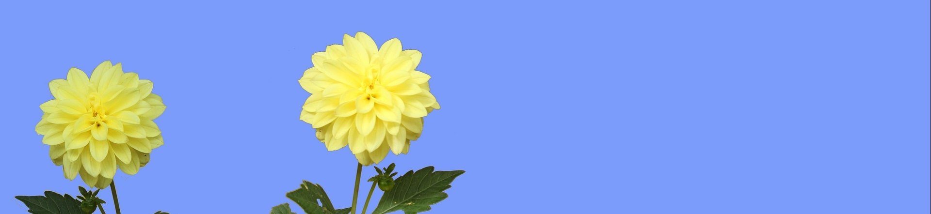 Blüten Hintergrund © Pixabay (David Bieker)