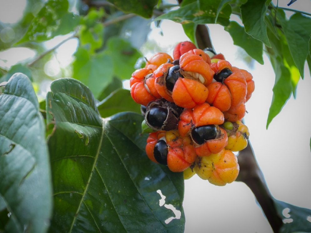 WL_Guarana © Adobe Stock