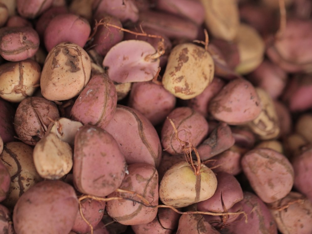 WL_Kolanuss © Adobe Stock