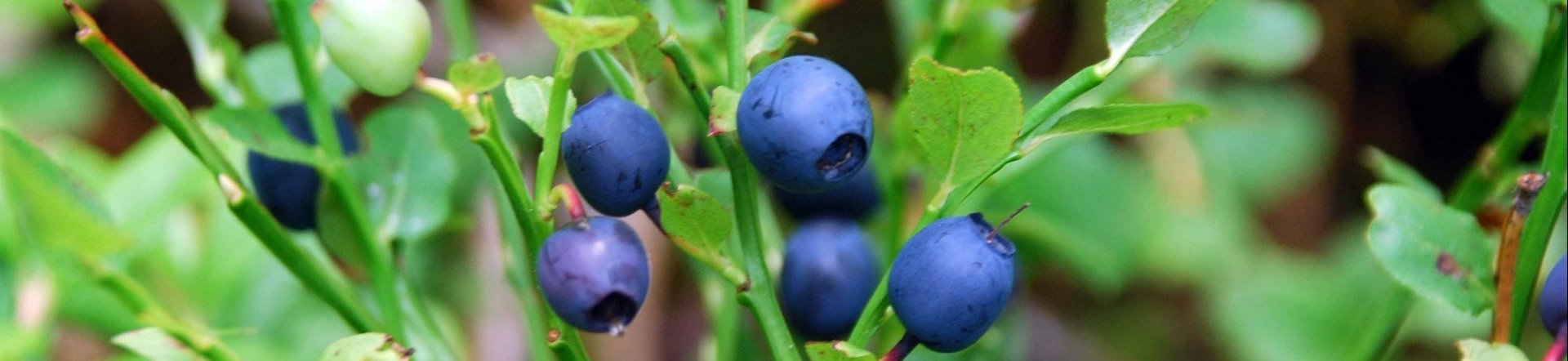 WL_Heidelbeeren am Strauch © Pixabay (Lojsan)