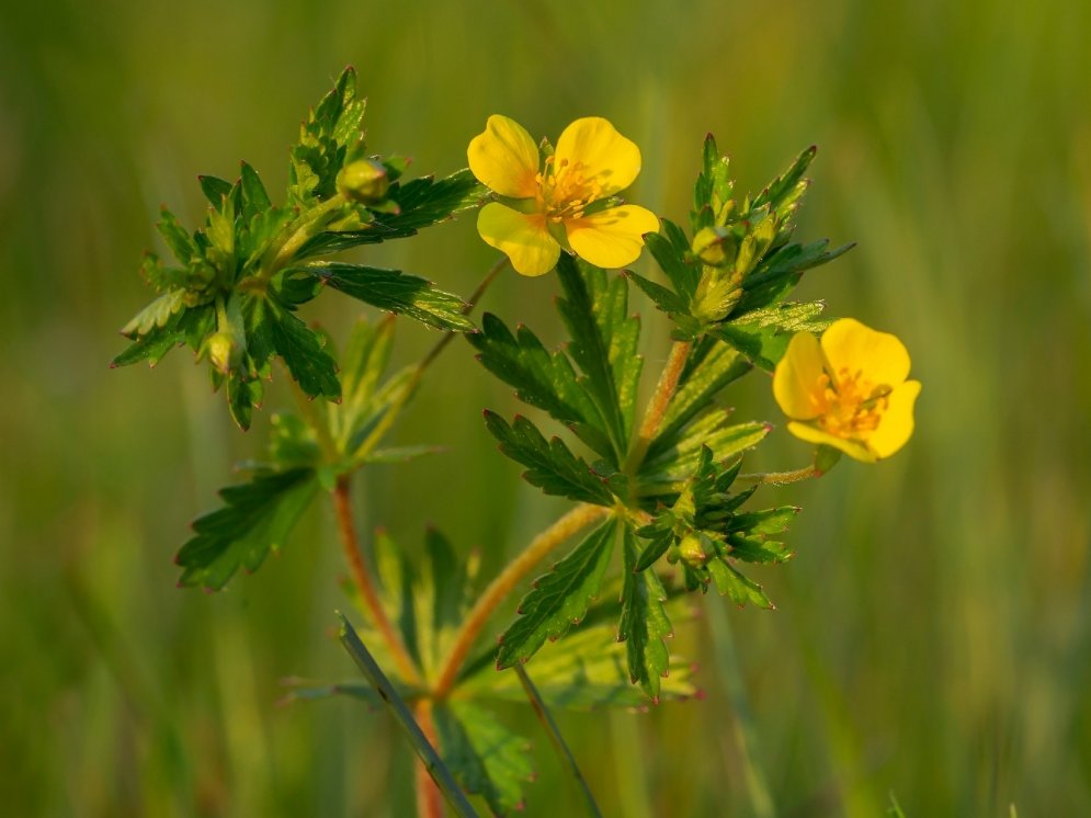 Tormentill (Blutwurz) © Adobe Stock