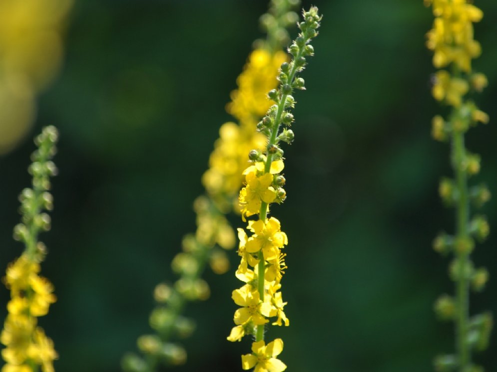 Odermennig © Adobe Stock