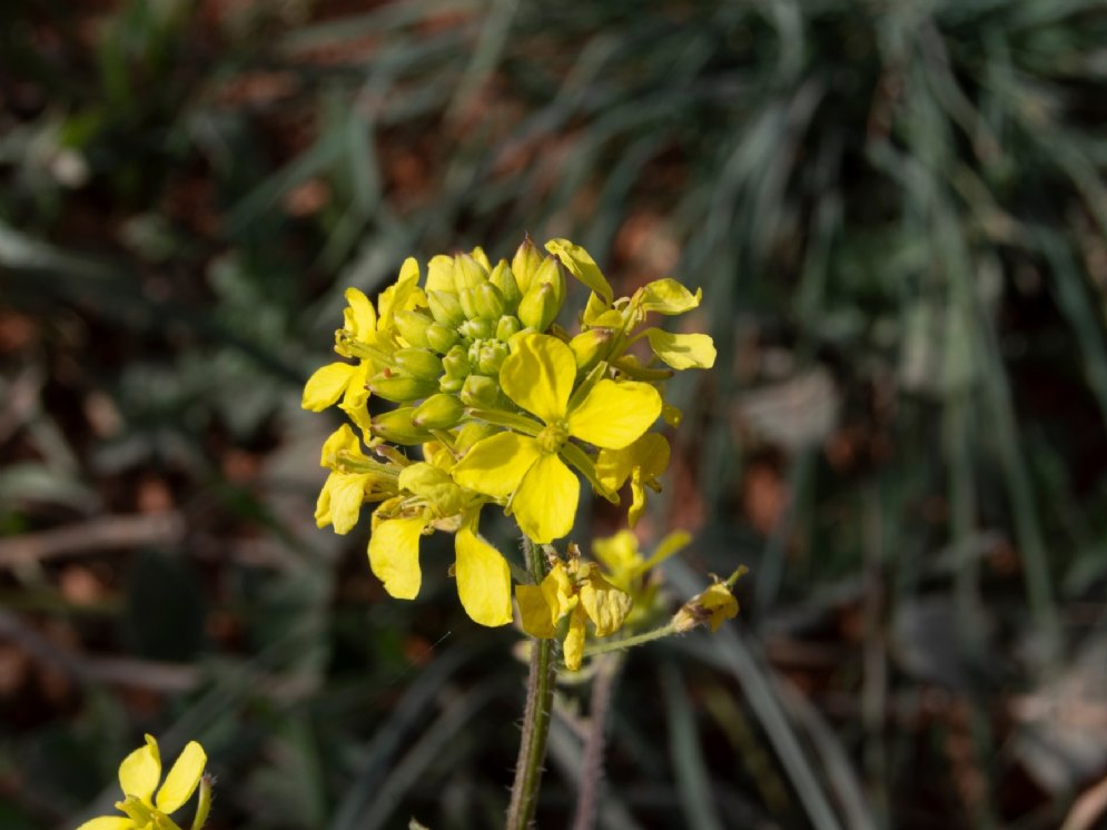 Wegrauke © Adobe Stock