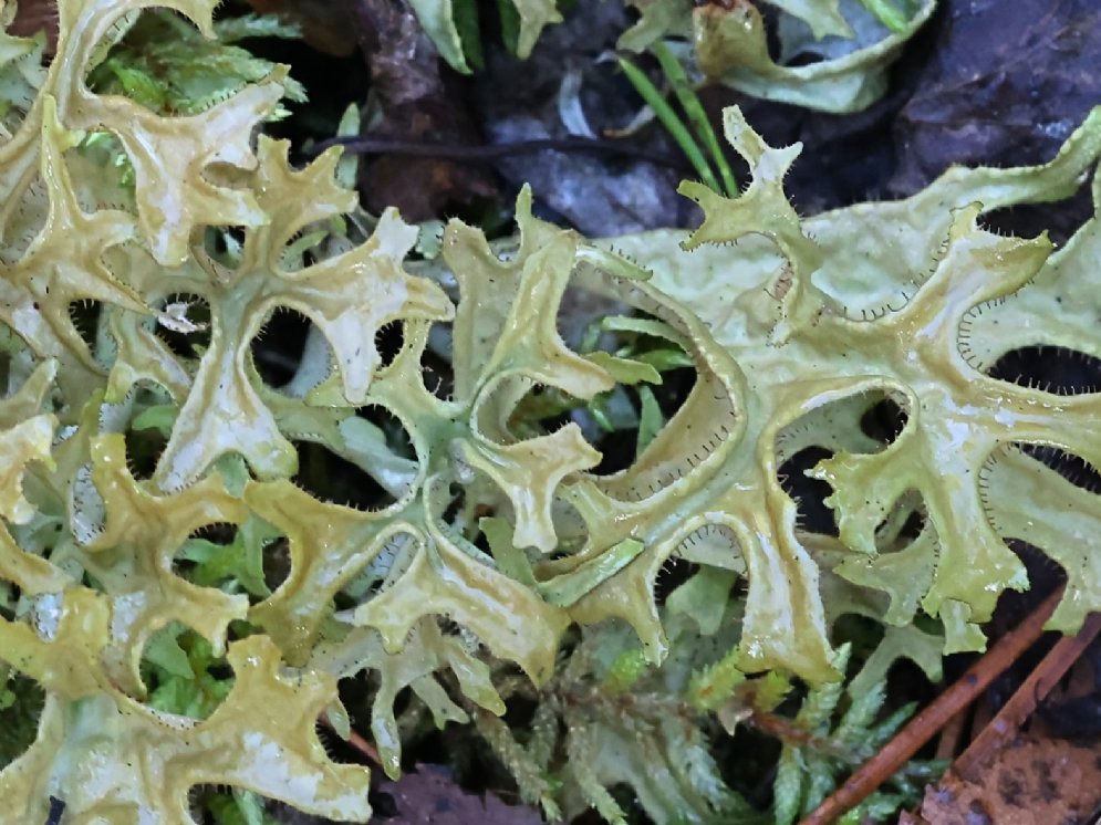 Isländisch Moos © Adobe Stock