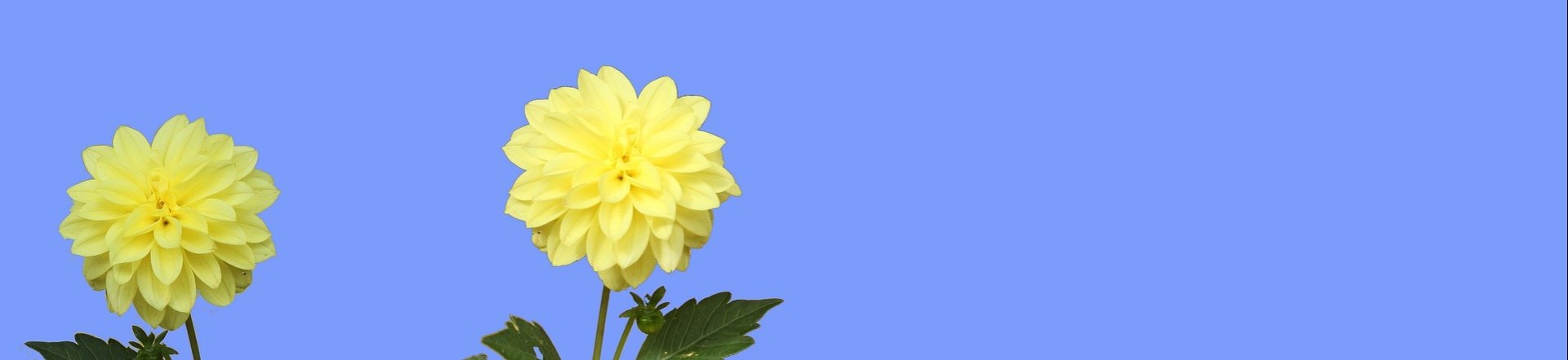 Blüten Hintergrund © Pixabay (David Bieker)