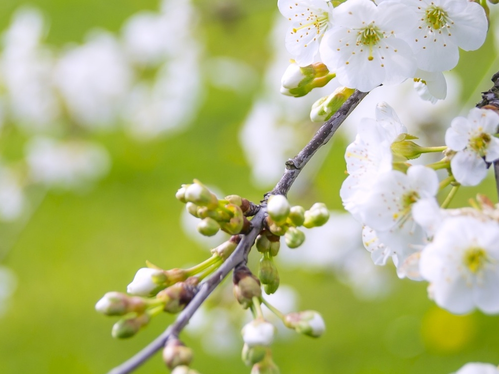 Kirschblüte © Pixabay (Photo Mix)