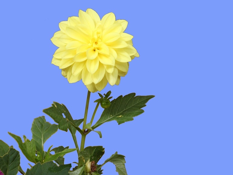 Blüten Hintergrund © Pixabay (David Bieker)