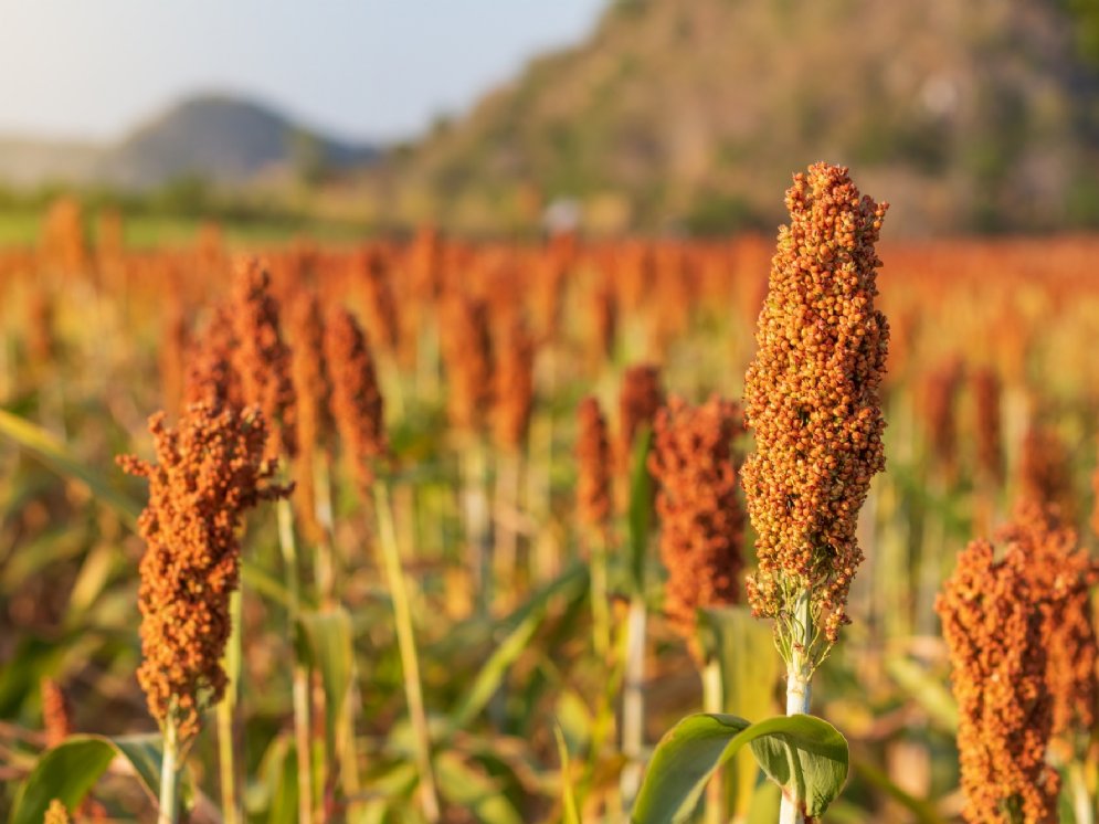 WL_Hirse © Adobe Stock