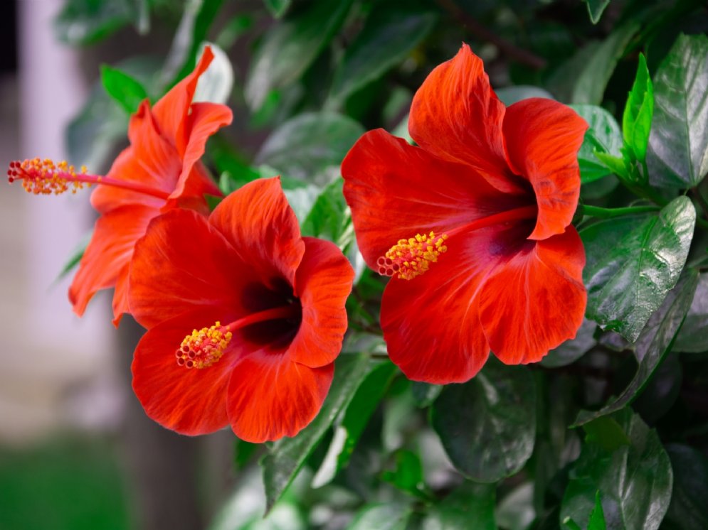 WL_Hibiskus © Adobe Stock